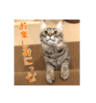 _sala_cat_4（個別スタンプ：7）