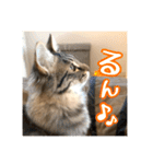 _sala_cat_4（個別スタンプ：8）