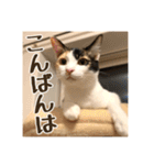 _sala_cat_4（個別スタンプ：9）