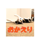 _sala_cat_4（個別スタンプ：10）