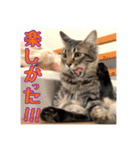 _sala_cat_4（個別スタンプ：11）