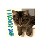 _sala_cat_4（個別スタンプ：12）