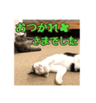 _sala_cat_4（個別スタンプ：14）