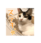 _sala_cat_4（個別スタンプ：15）