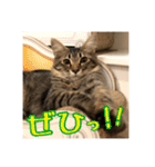 _sala_cat_4（個別スタンプ：16）