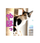 _sala_cat_4（個別スタンプ：17）