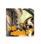 _sala_cat_4（個別スタンプ：18）