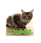 _sala_cat_4（個別スタンプ：19）
