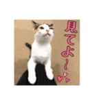 _sala_cat_4（個別スタンプ：20）