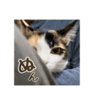 _sala_cat_4（個別スタンプ：21）