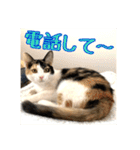 _sala_cat_4（個別スタンプ：22）