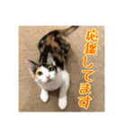 _sala_cat_4（個別スタンプ：23）