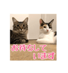 _sala_cat_4（個別スタンプ：24）