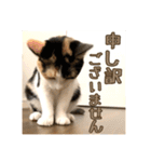 _sala_cat_4（個別スタンプ：25）
