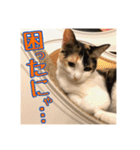 _sala_cat_4（個別スタンプ：26）
