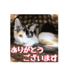 _sala_cat_4（個別スタンプ：27）