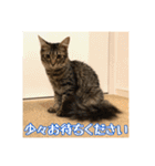 _sala_cat_4（個別スタンプ：29）