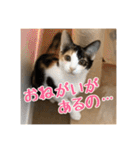 _sala_cat_4（個別スタンプ：30）