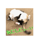 _sala_cat_4（個別スタンプ：31）