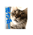_sala_cat_4（個別スタンプ：32）