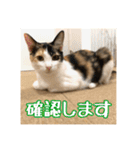 _sala_cat_4（個別スタンプ：33）