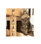 _sala_cat_4（個別スタンプ：34）