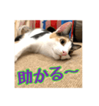 _sala_cat_4（個別スタンプ：35）