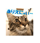 _sala_cat_4（個別スタンプ：36）