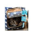 _sala_cat_4（個別スタンプ：37）