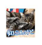 _sala_cat_4（個別スタンプ：38）