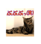 _sala_cat_4（個別スタンプ：40）