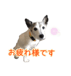 ダンディ文化君の毎日（個別スタンプ：4）