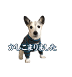 ダンディ文化君の毎日（個別スタンプ：9）