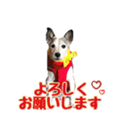 ダンディ文化君の毎日（個別スタンプ：11）