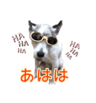 ダンディ文化君の毎日（個別スタンプ：15）