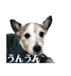 ダンディ文化君の毎日（個別スタンプ：17）