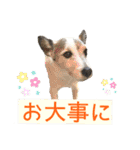 ダンディ文化君の毎日（個別スタンプ：30）