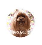 トイプーこはる（個別スタンプ：1）
