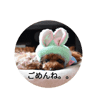 トイプーこはる（個別スタンプ：2）