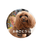 トイプーこはる（個別スタンプ：4）