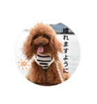 トイプーこはる（個別スタンプ：6）