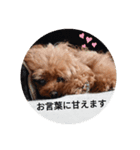 トイプーこはる（個別スタンプ：7）