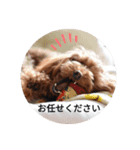 トイプーこはる（個別スタンプ：8）