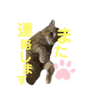 猫 片目の茶トラ 日常 家族♡  実写（個別スタンプ：2）