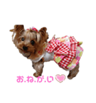 可愛いヨーキー♡琴音＆璃愛華＆愛望③（個別スタンプ：5）