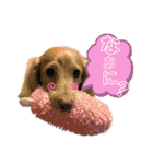 ☆Mダックス リル＆ハルのスタンプ2☆（個別スタンプ：14）
