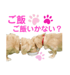 ☆Mダックス リル＆ハルのスタンプ2☆（個別スタンプ：16）