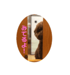 トイ・プードル(moco)（個別スタンプ：7）
