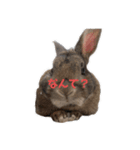 うさぎのあずきくんスタンプ（個別スタンプ：8）