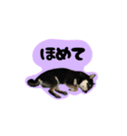 猫と黒柴2（個別スタンプ：16）